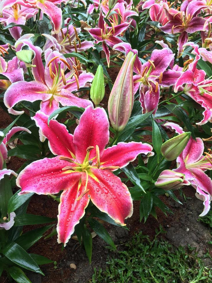 Pink lily flowers in forist beds in forist festival shows. photo