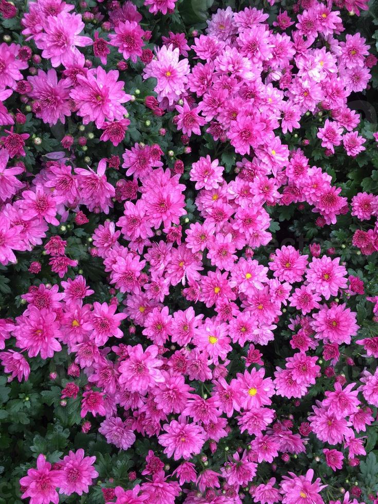 Pink chrysanthemum indicum Linn flower photo