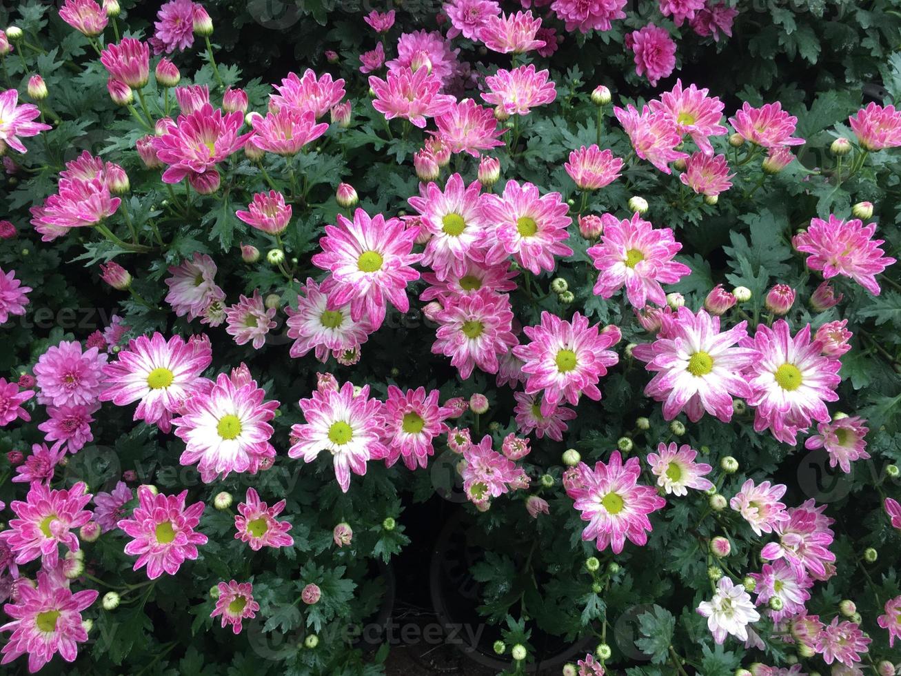 Pink chrysanthemum indicum Linn flower photo