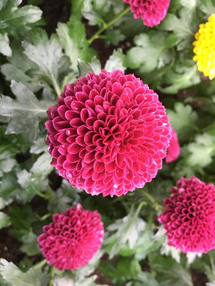 Pom pom chrysanthemum flowers photo