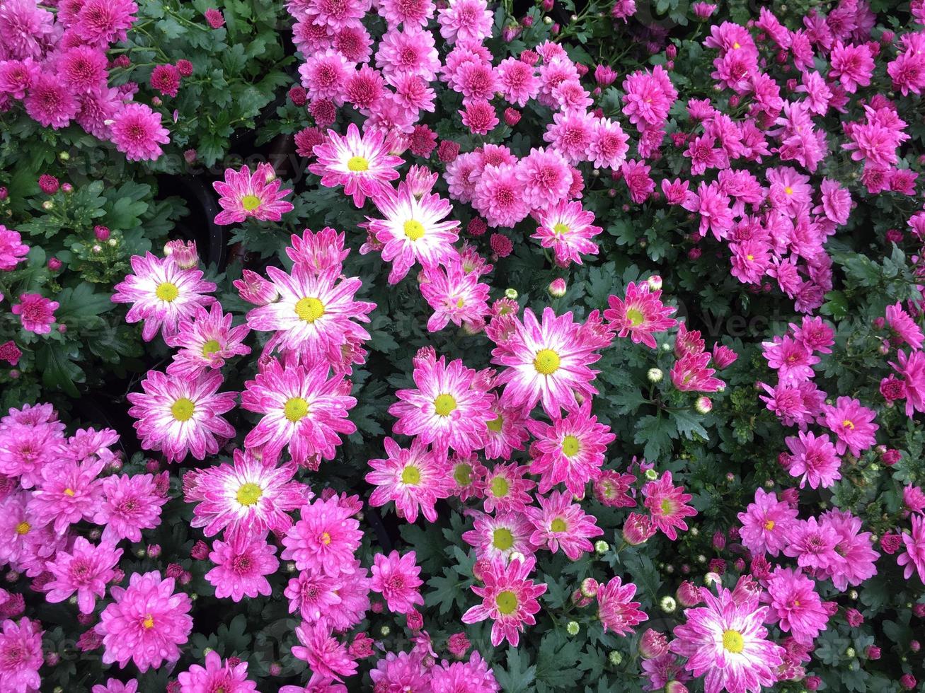 Pink chrysanthemum indicum Linn flower photo