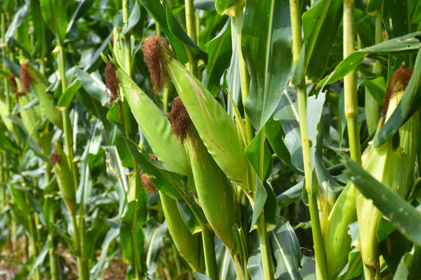 Maize or corn for feeding animal in farmland. photo