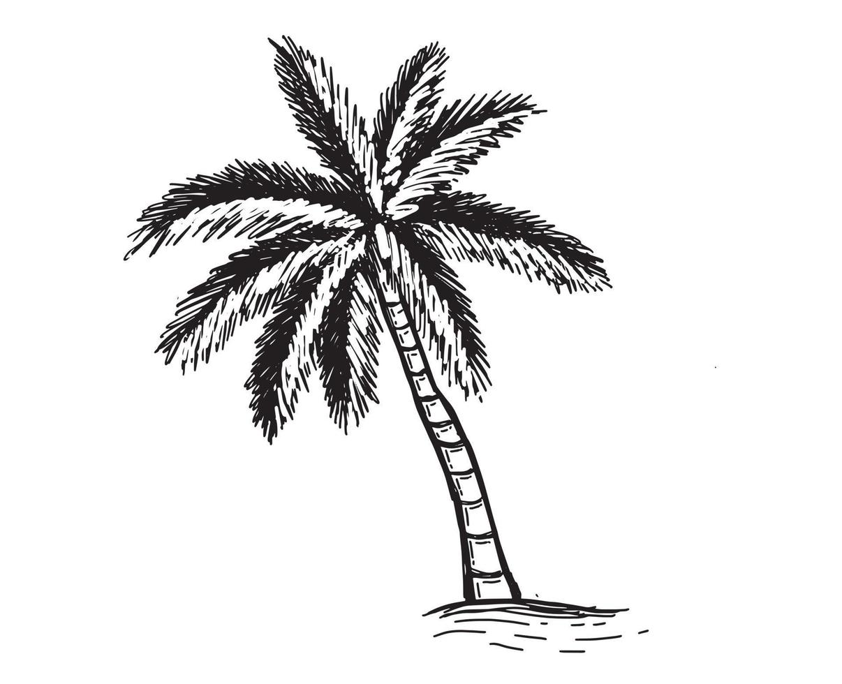 Palm Tropical Tree hand drawn illustration. vector