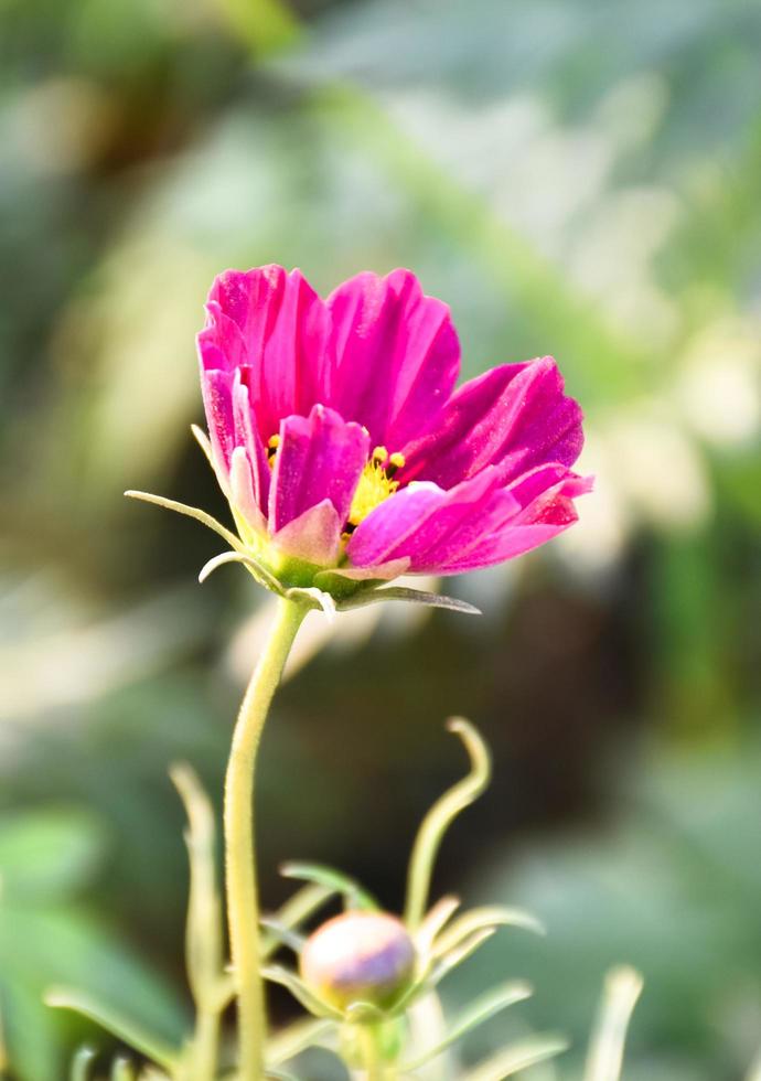 vista de cerca de las flores del cosmos foto