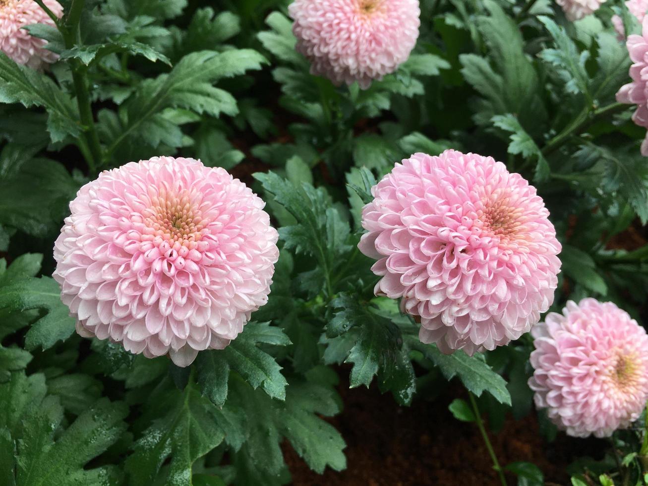 Pom pom chrysanthemum flowers photo
