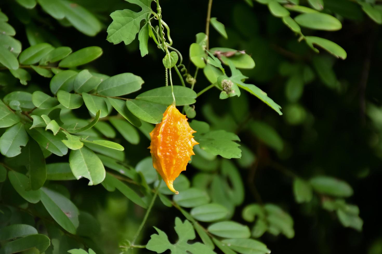 momordica charantia l, hierba natural para la vida humana foto