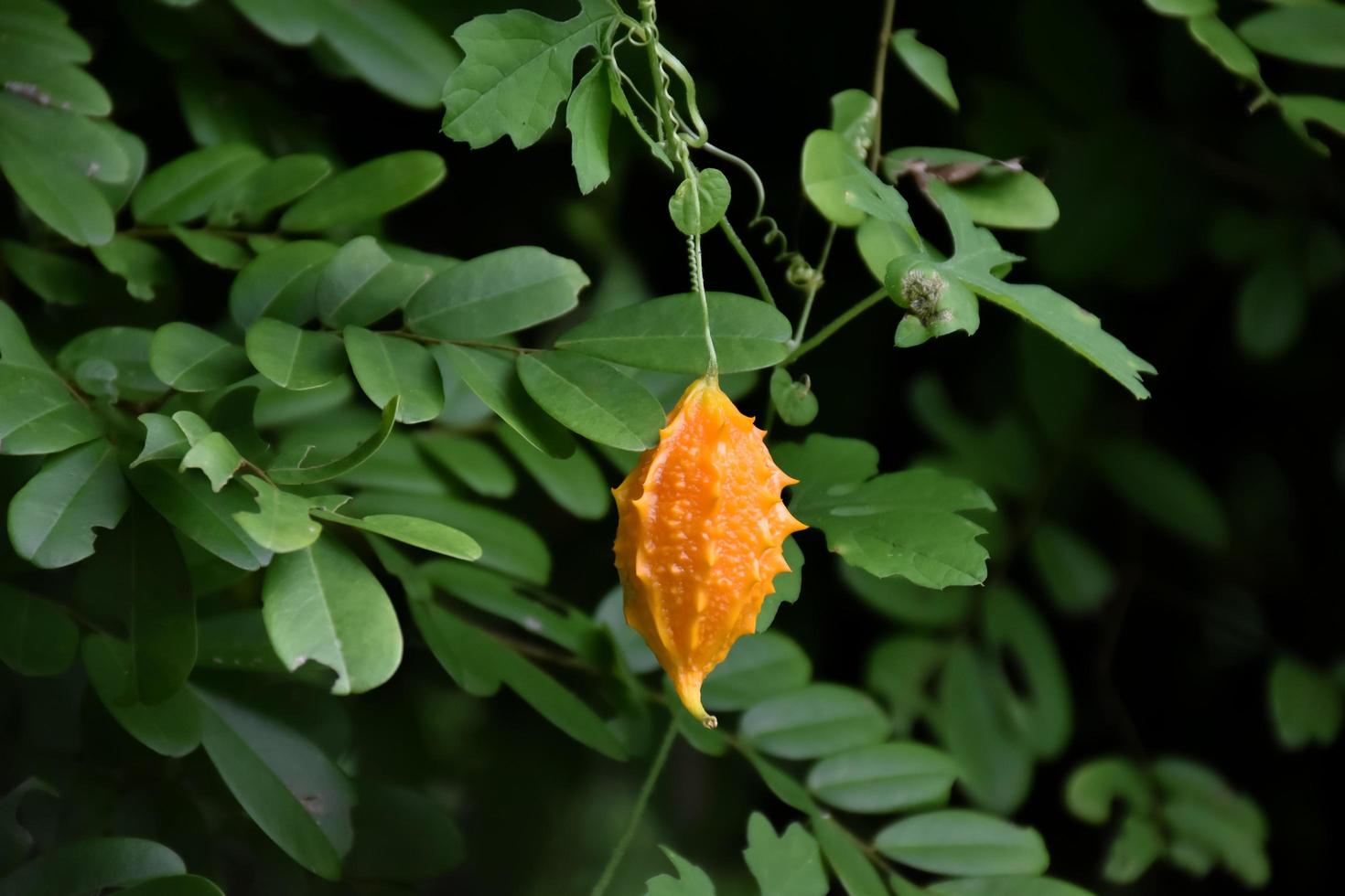 momordica charantia l, hierba natural para la vida humana foto