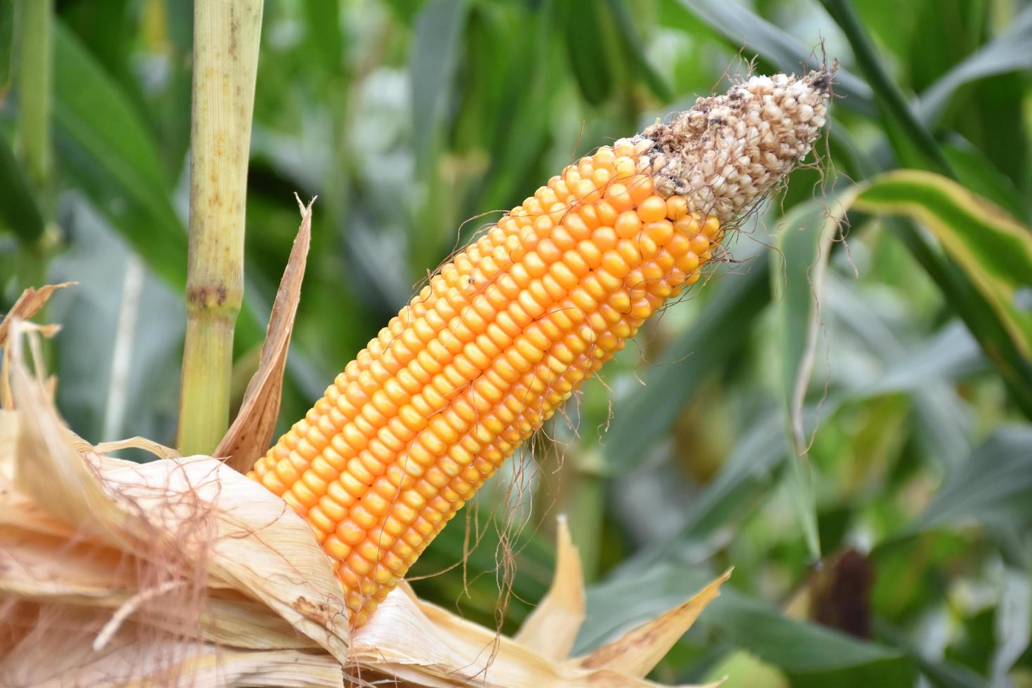 Maize or corn for feeding animal in farmland. photo