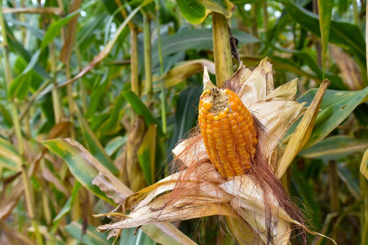 Maize or corn for feeding animal in farmland. photo