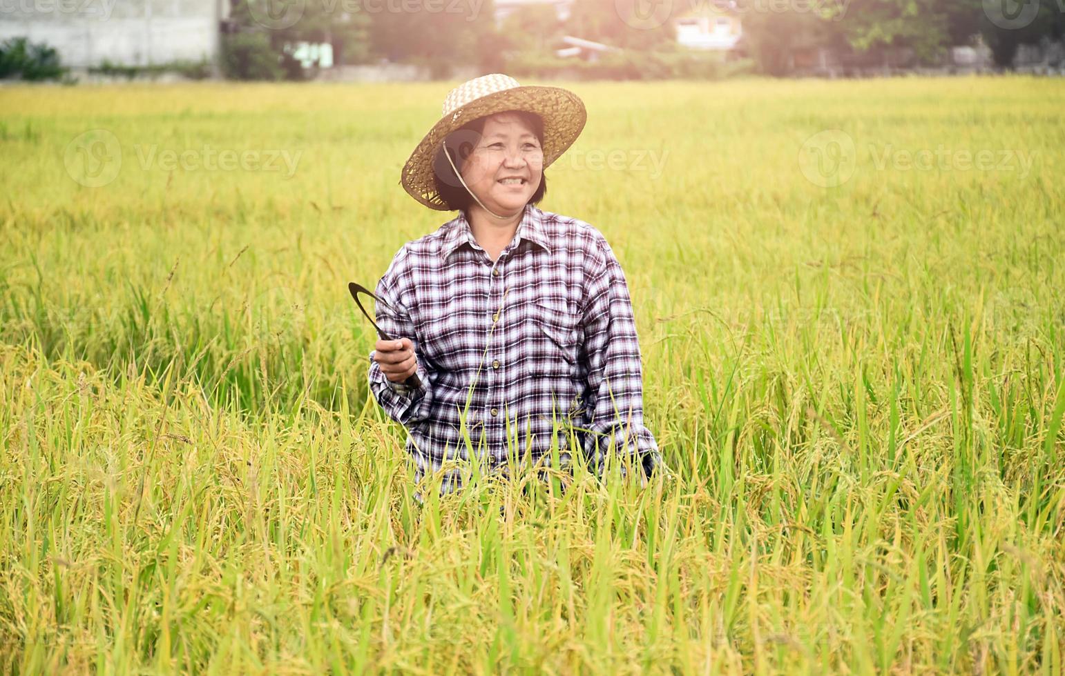 Landscape of rice paddy field which has asian senior farmer holding harvest sickle in hand and smiling in the middle of the paddy field, soft and selective focus, asian senior agriculture concept. photo