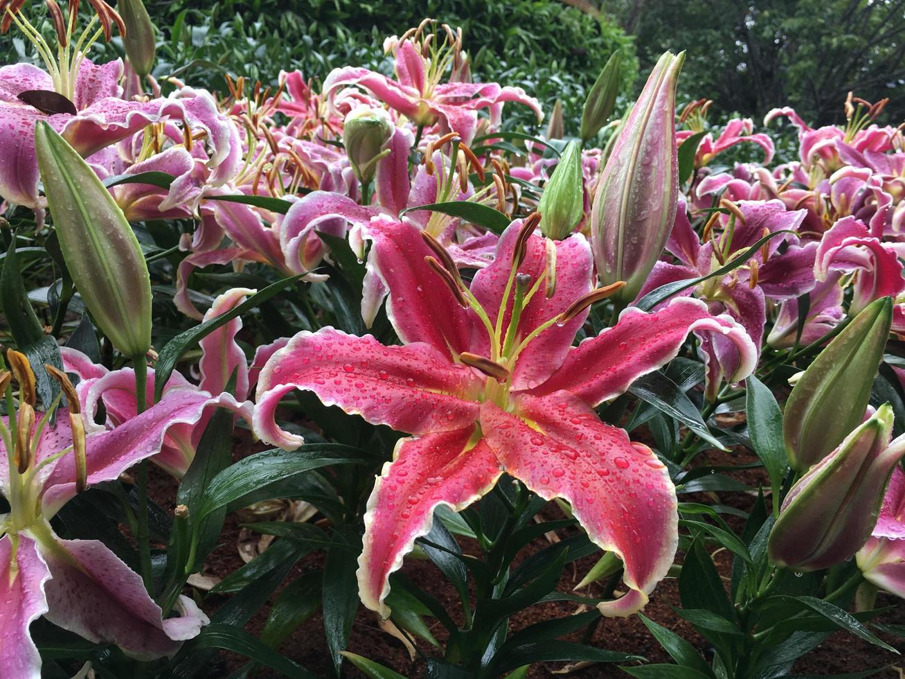 Pink lily flowers in forist beds in forist festival shows. photo