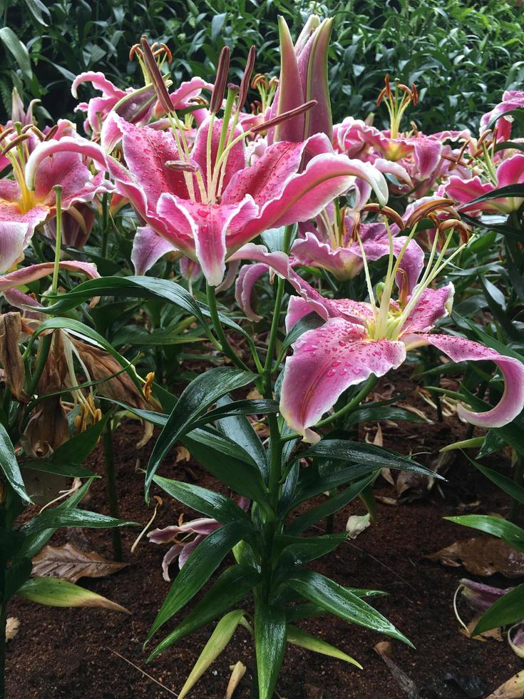 Pink lily flowers in forist beds in forist festival shows. photo