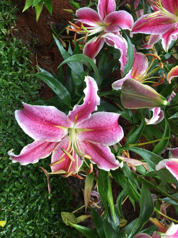 Pink lily flowers in forist beds in forist festival shows. photo