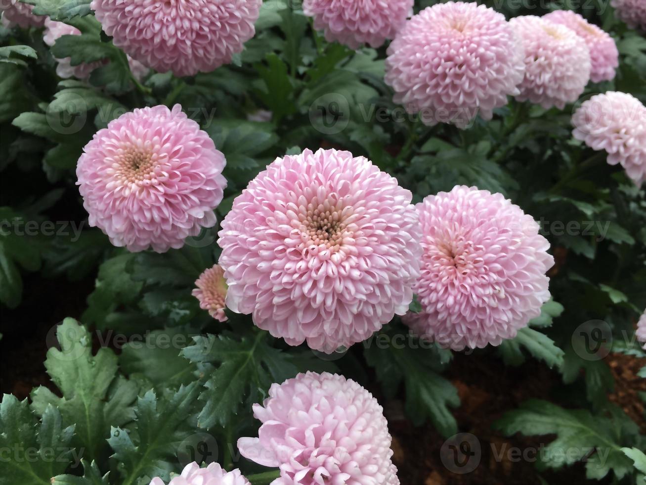 Closeup pom pom chrysanthemum flowers. photo