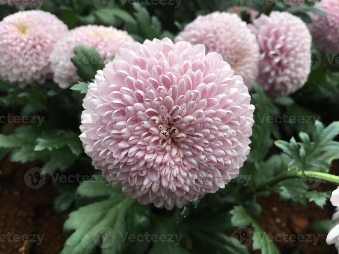 Closeup pom pom chrysanthemum flowers. 7446325 Stock Photo at Vecteezy