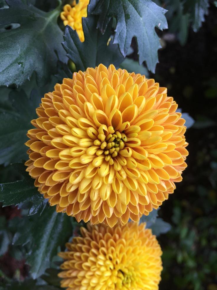 Pom pom chrysanthemum flowers 7446351 Stock Photo at Vecteezy