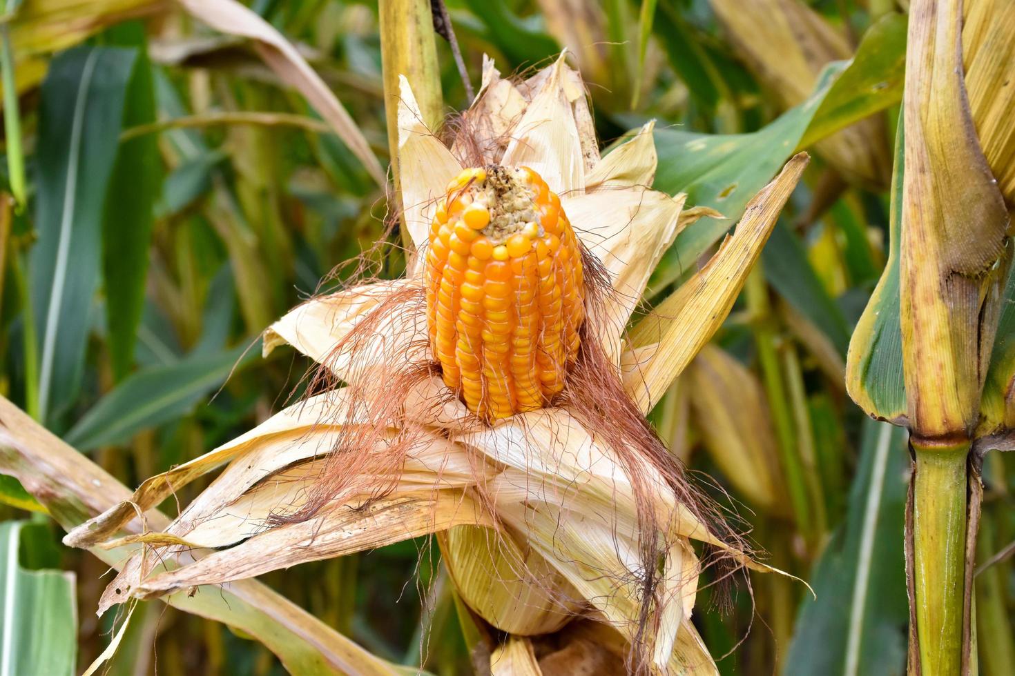 Maize or corn for feeding animal in farmland. photo