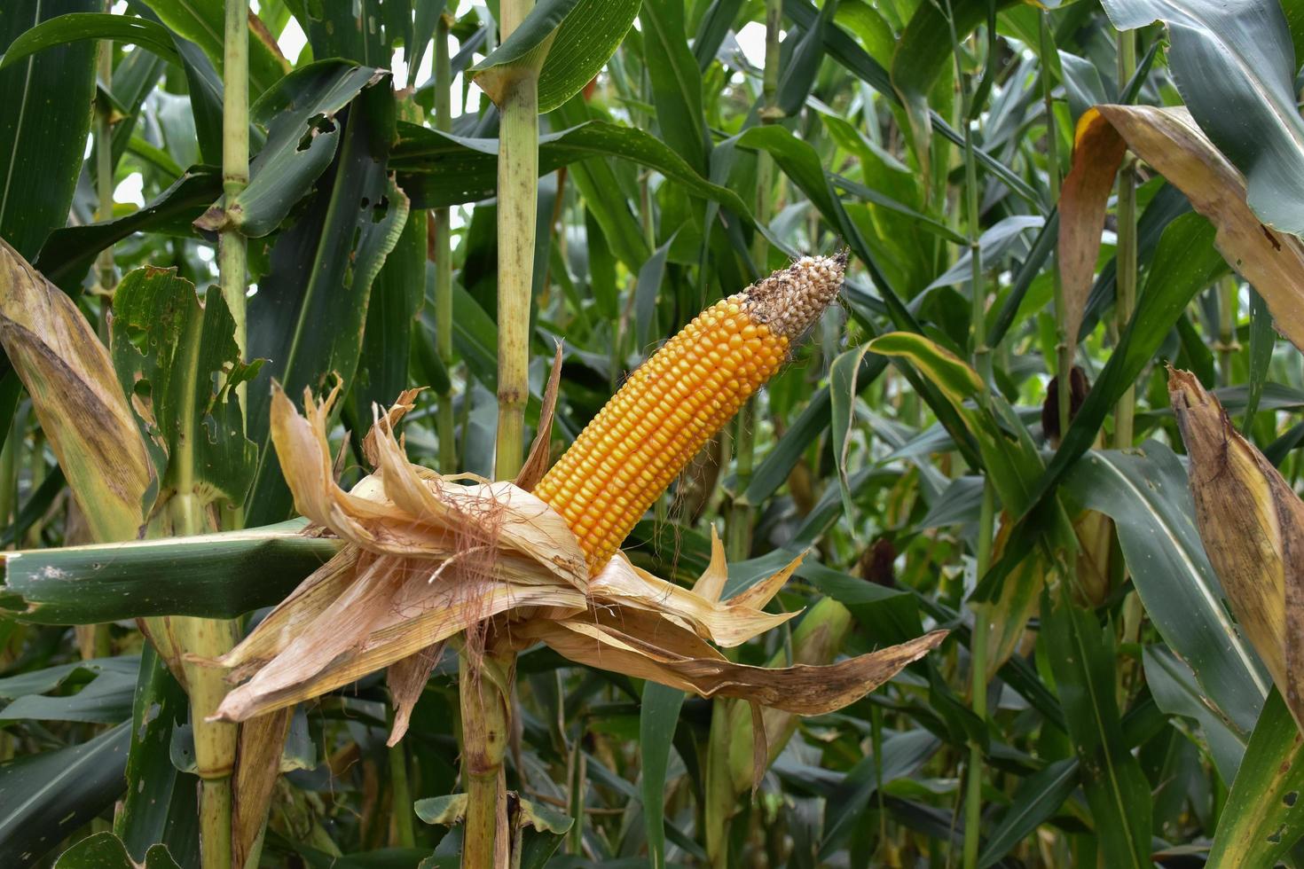 Maize or corn for feeding animal in farmland. photo