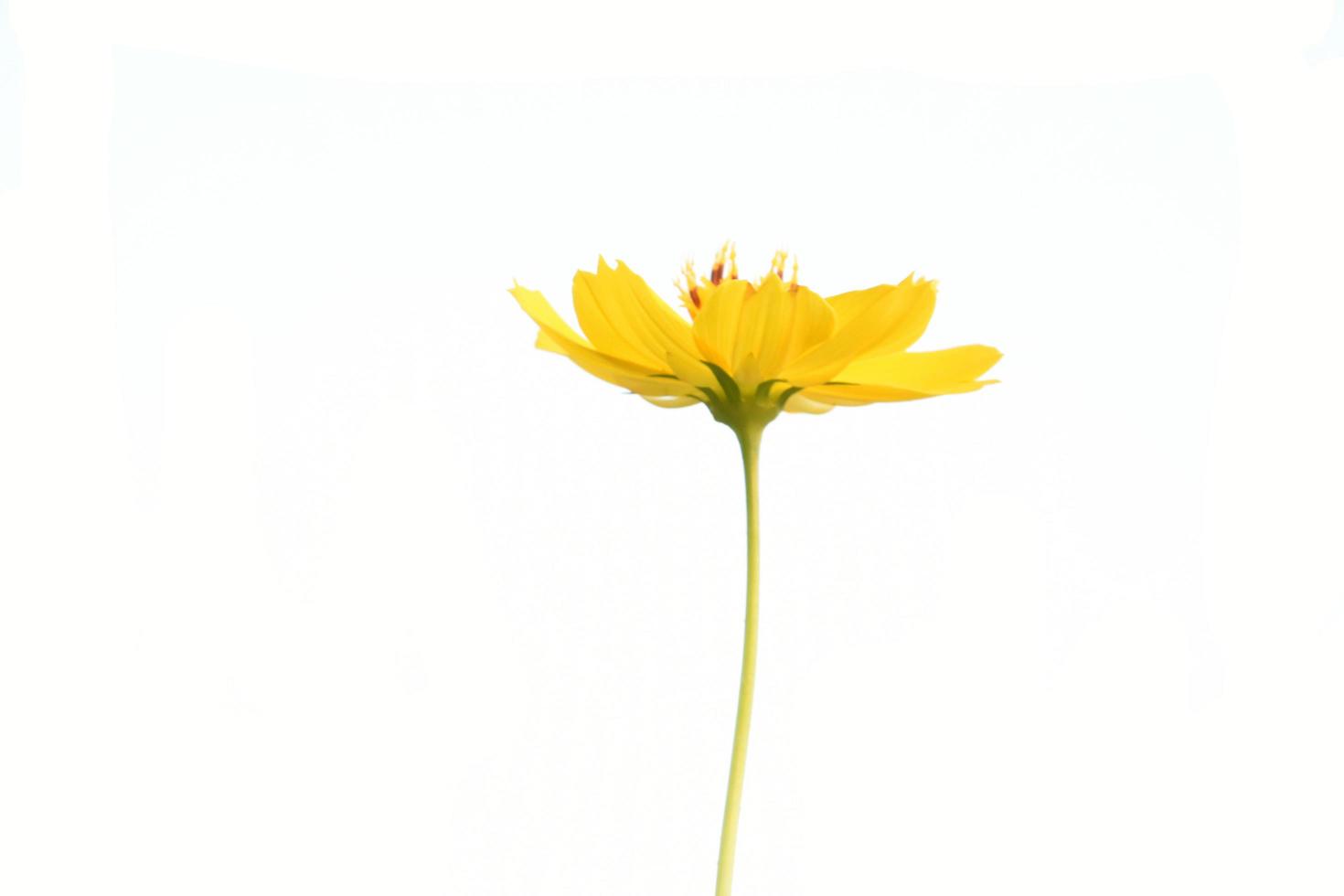 Closeup view of cosmos flowers photo