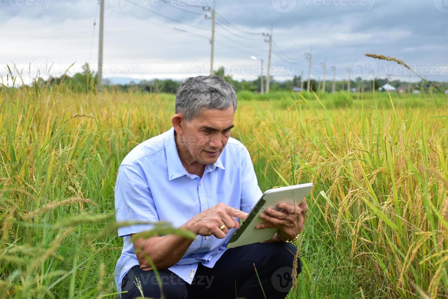 Asian senior man wears white shirt and jeans sitting in the middle of the rice paddy field and taking smartphone or taplet to take photos and to use the social network to share his daily life.