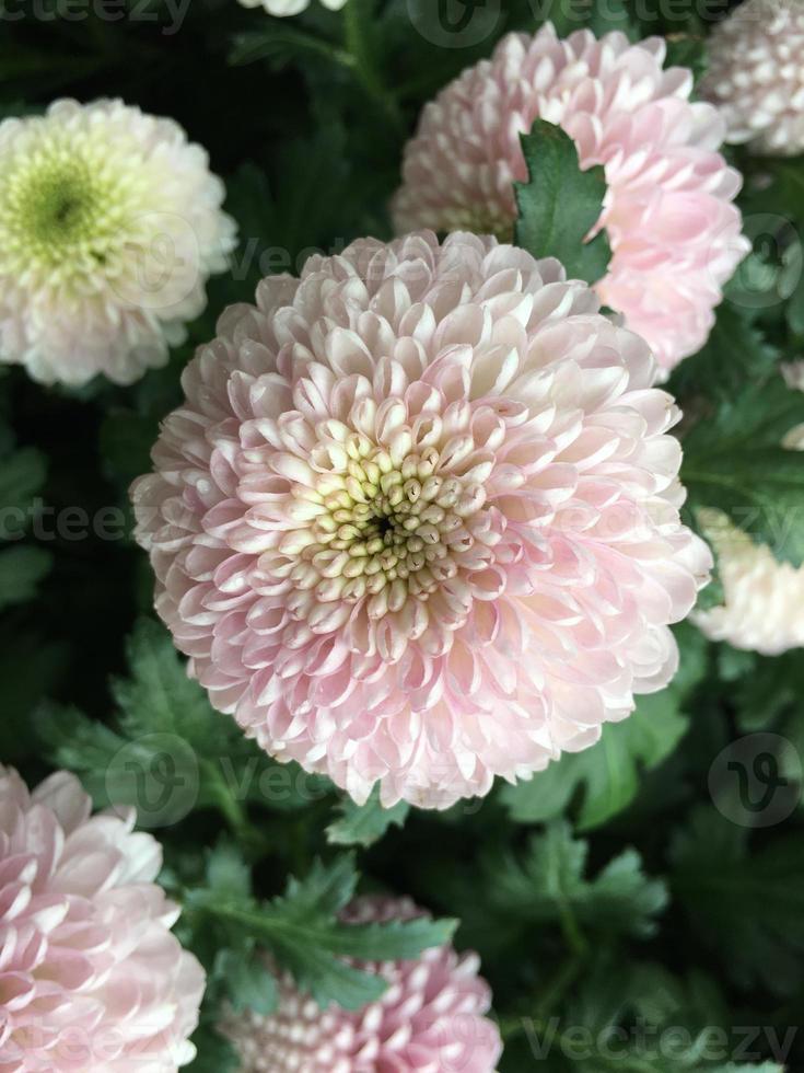 Closeup pom pom chrysanthemum flowers. photo