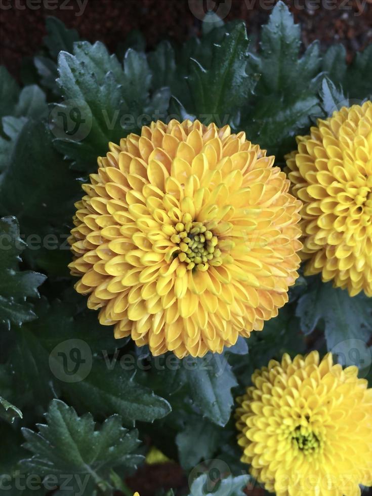 Closeup pom pom chrysanthemum flowers. photo