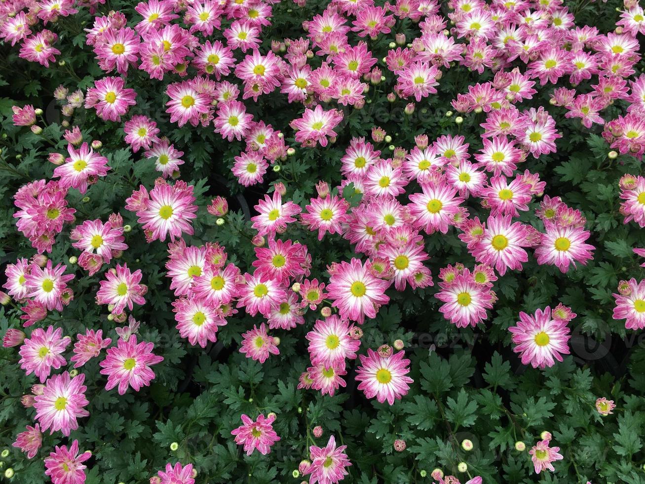 Pink chrysanthemum indicum Linn flower photo