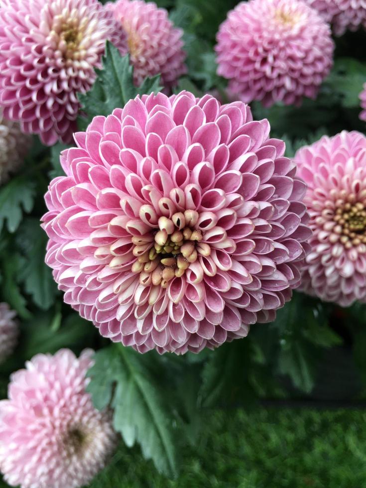 Pom pom chrysanthemum flowers photo