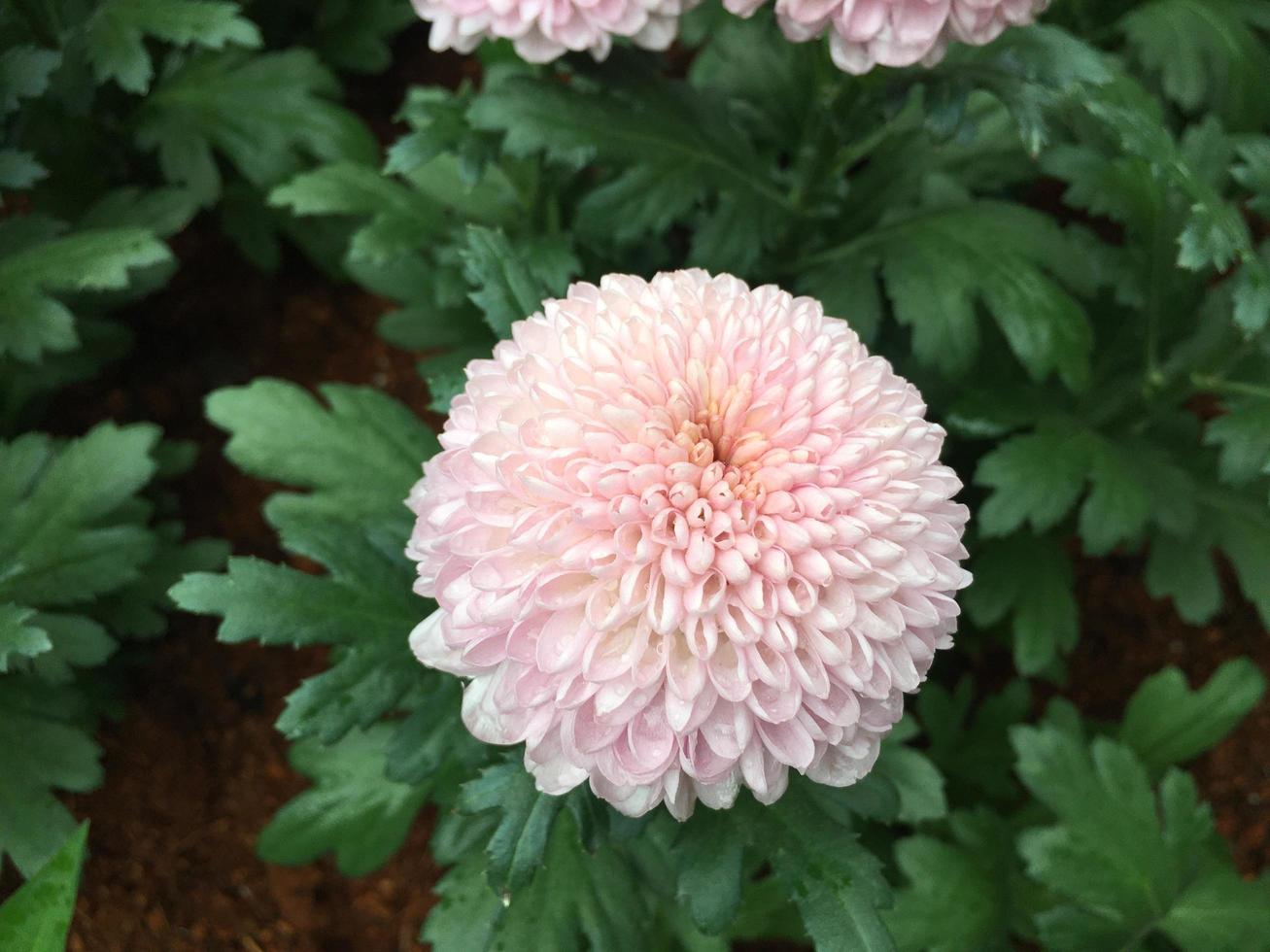 Pom pom chrysanthemum flowers photo