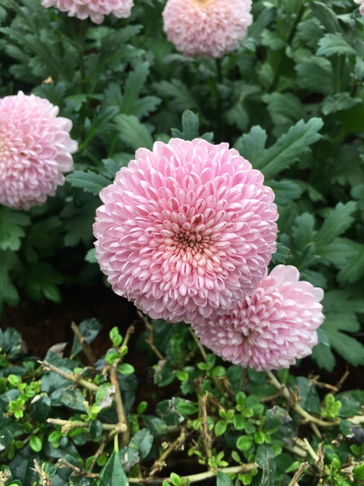Pom pom chrysanthemum flowers 7446590 Stock Photo at Vecteezy
