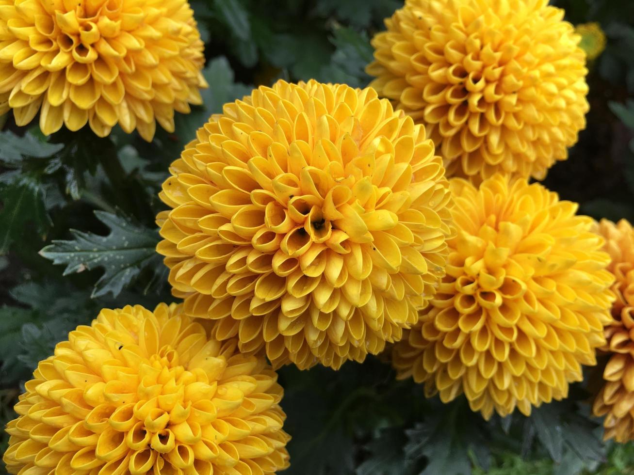 Pom pom chrysanthemum flowers photo