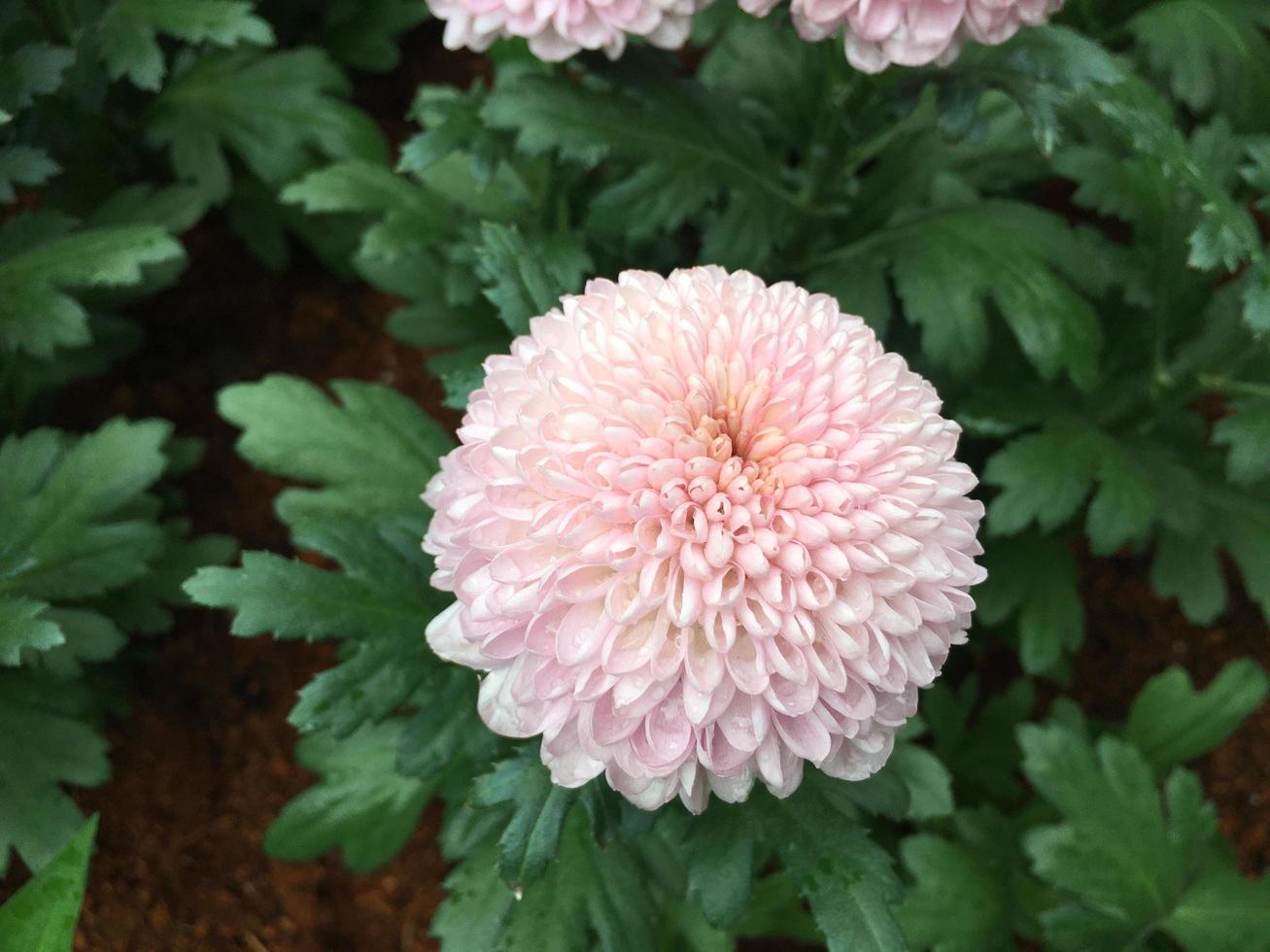 Pom pom chrysanthemum flowers 7446596 Stock Photo at Vecteezy