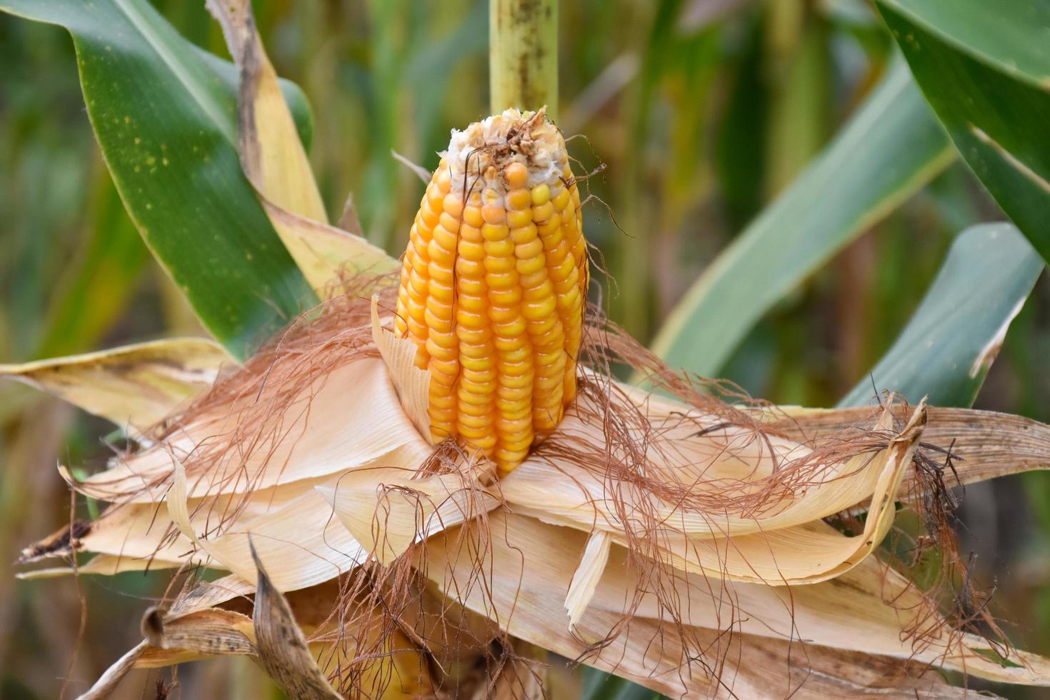 maíz o maíz para alimentar animales en tierras de cultivo. foto