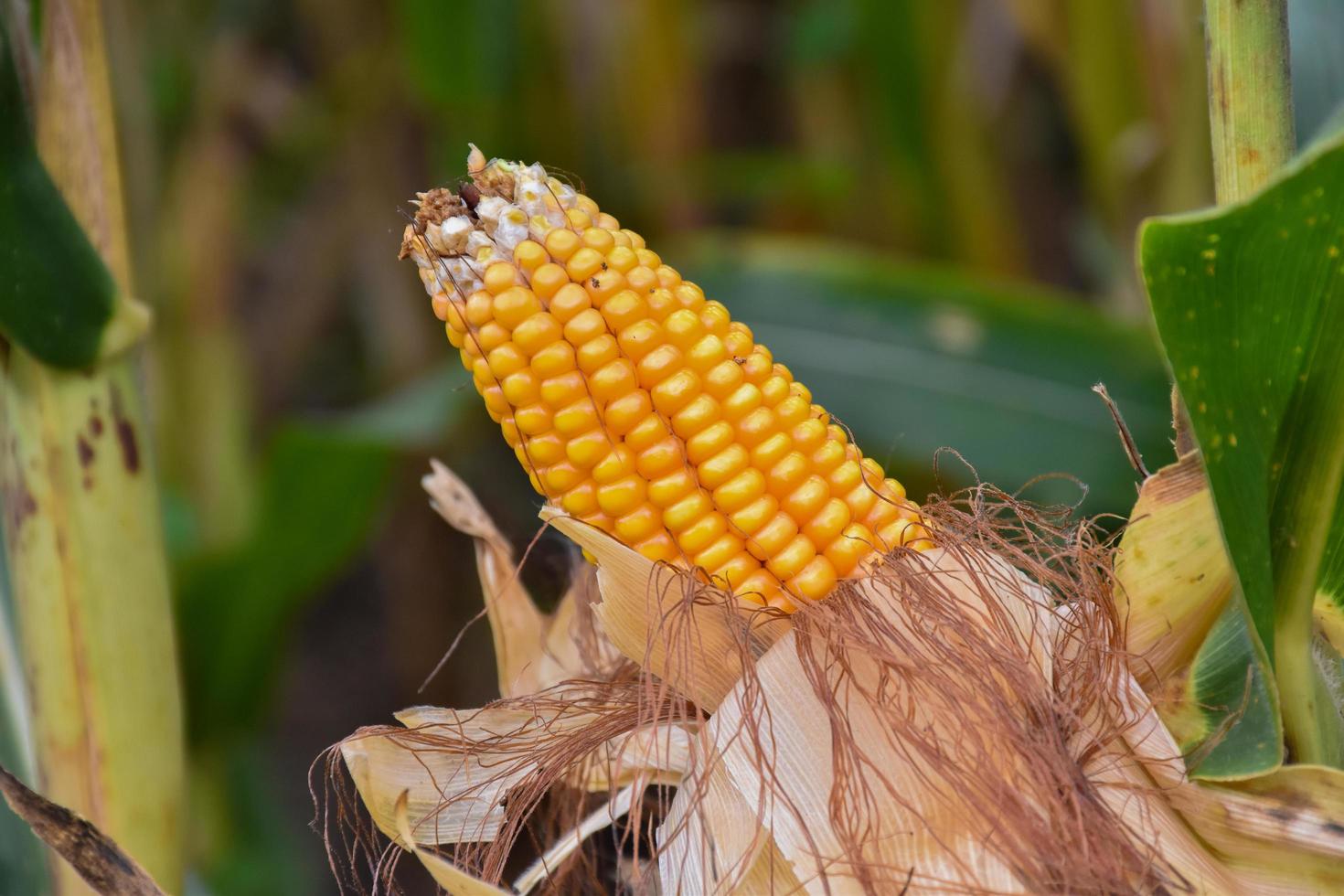 Maize or corn for feeding animal in farmland. photo