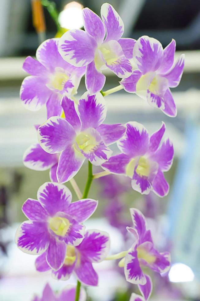 Orchidaceae es una familia diversa y extendida de plantas con flores, con flores que a menudo son coloridas y a menudo fragantes. foto