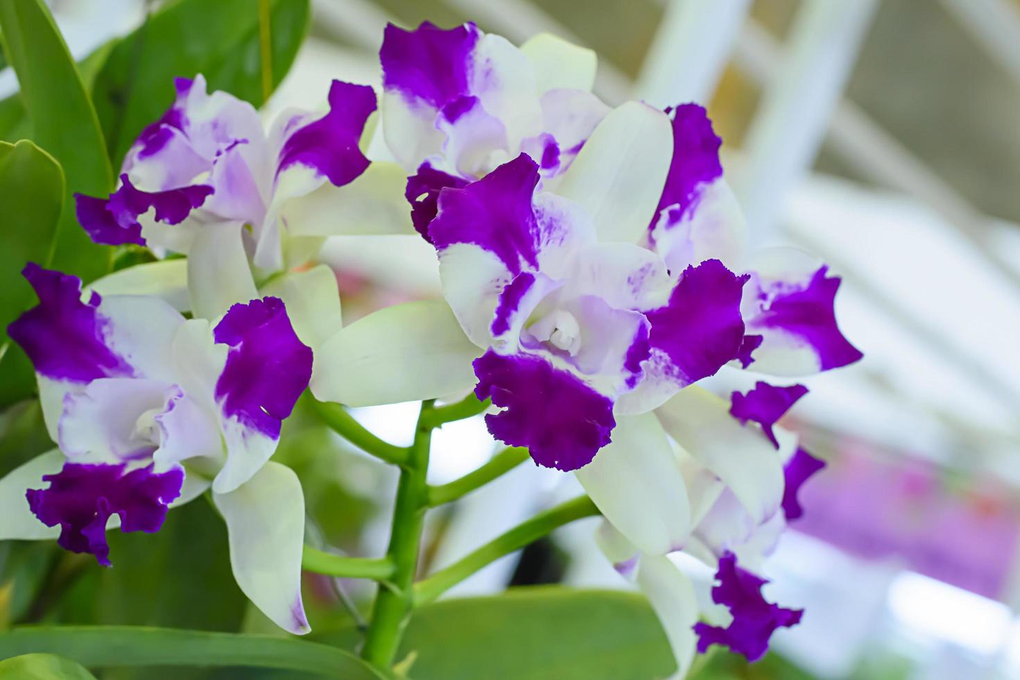 Cattleya es un género de 113 especies de orquídeas de costa rica y las antillas al sur de argentina. foto