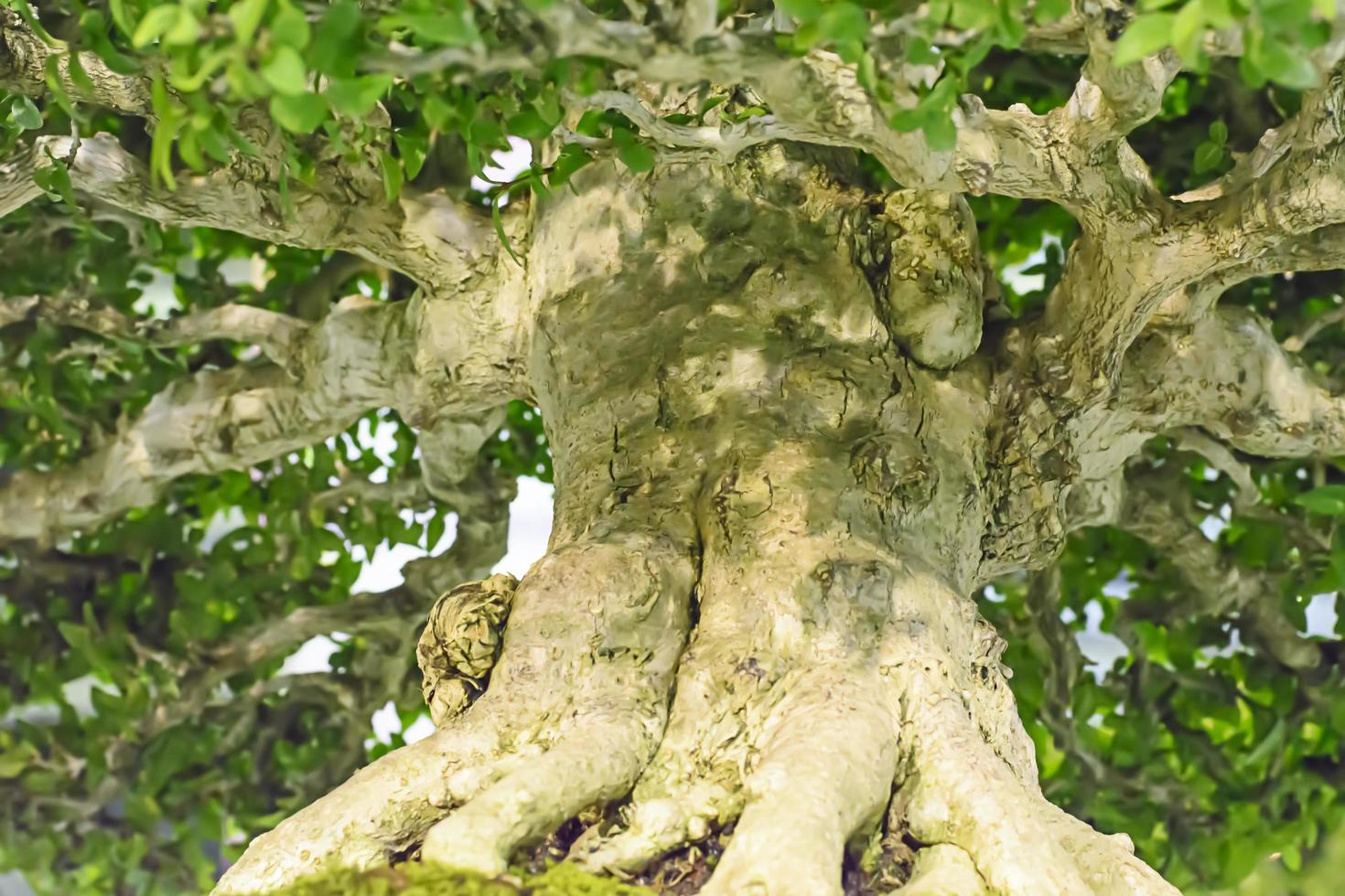 Pequeño árbol, cultivado con técnica tailandesa de bonsai. foto