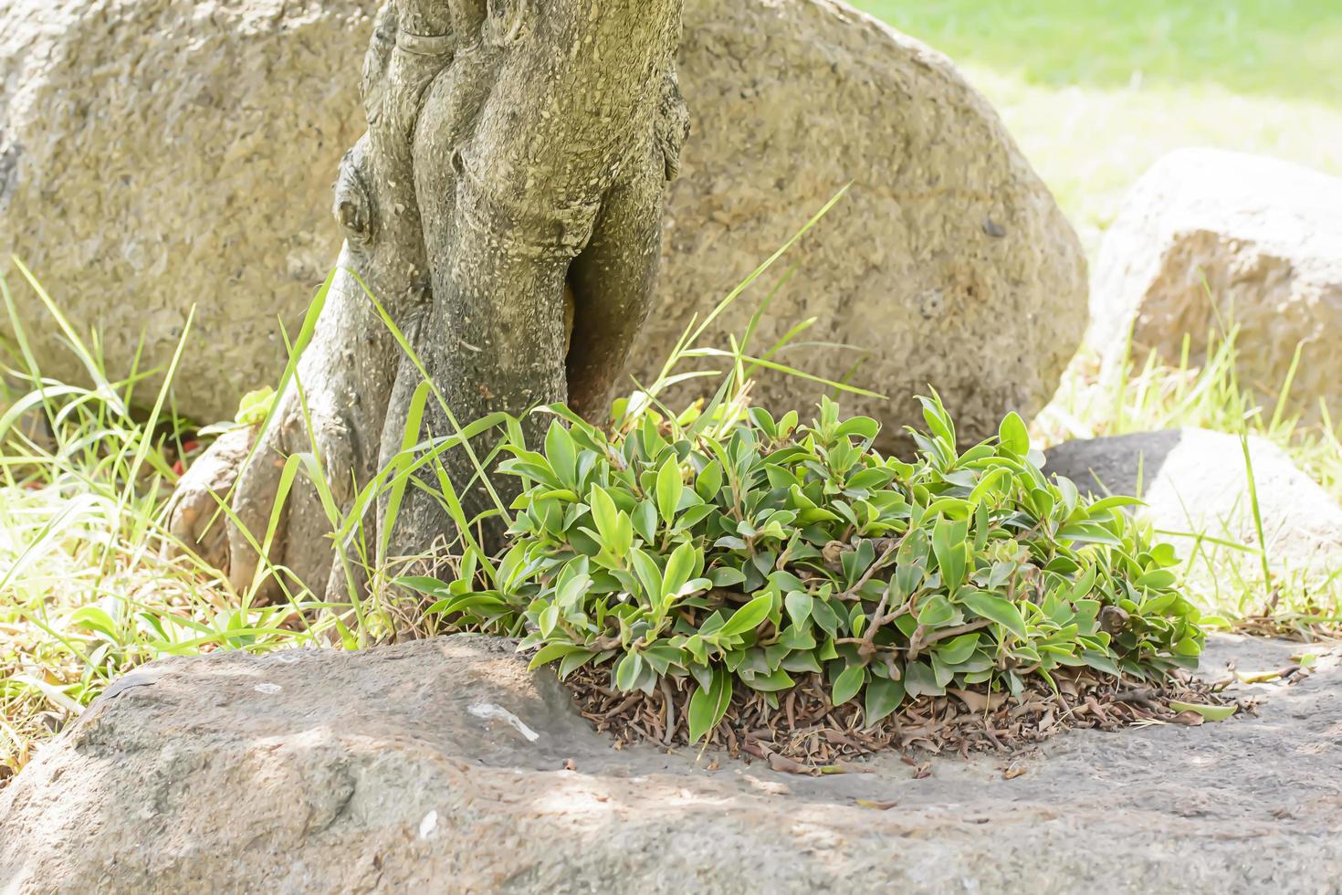 Trees on the rocks photo