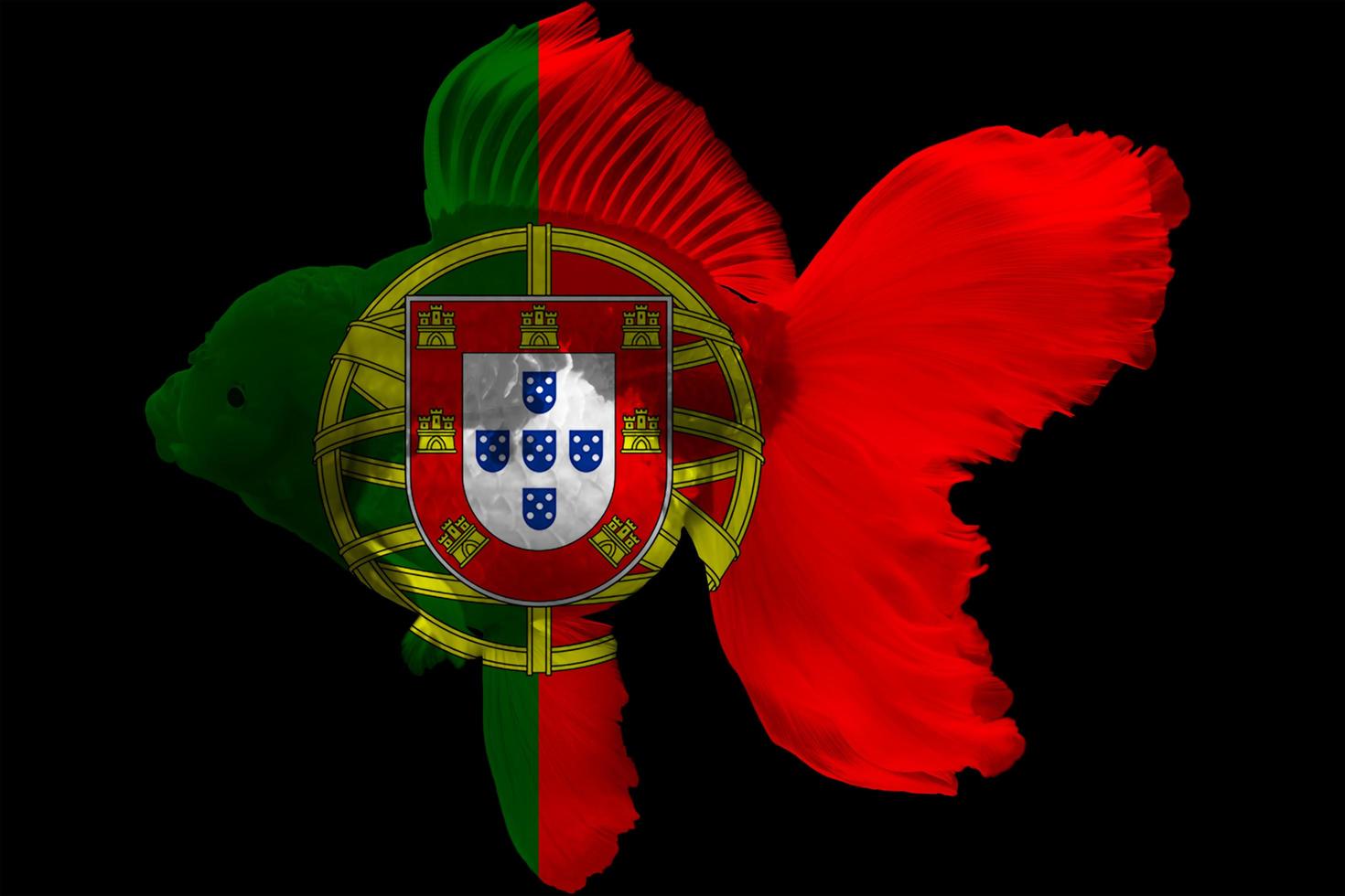 bandera de portugal en peces de colores foto