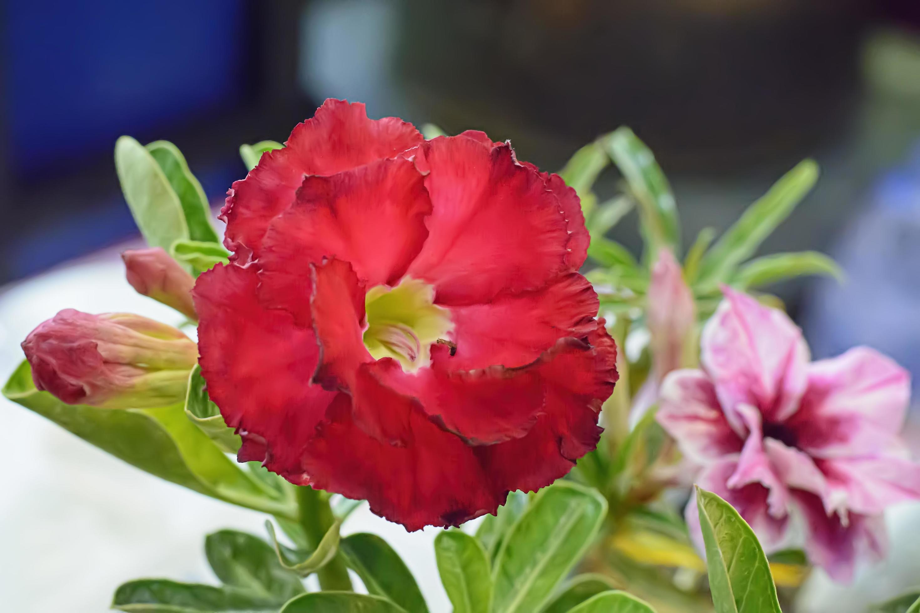 Desert Rose is a brightcolored flowers. Desert Roses are Thai Flower