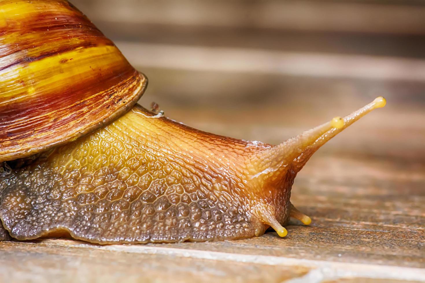 Closeup of a snail on rock floor. photo