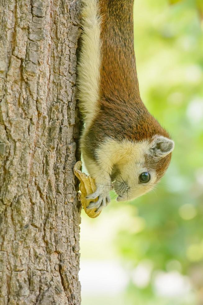 Squirrel eat nut on the tree photo