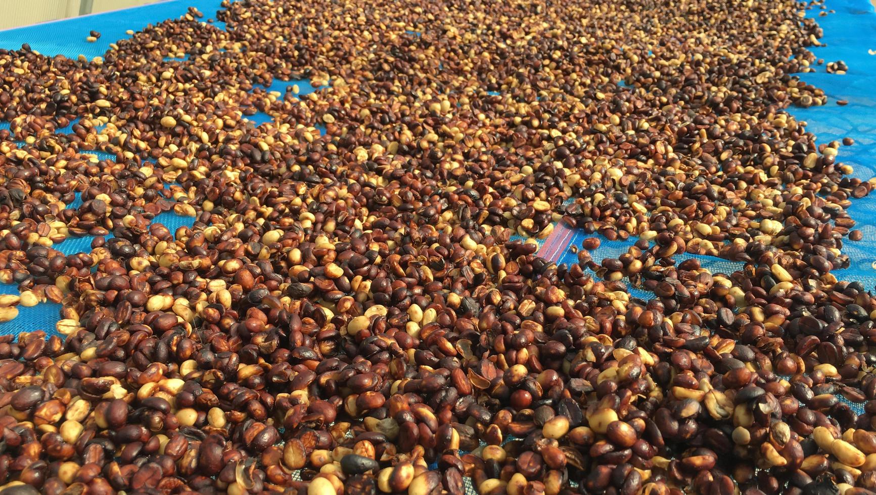 Organic asian coffee bean on wicker basket. photo