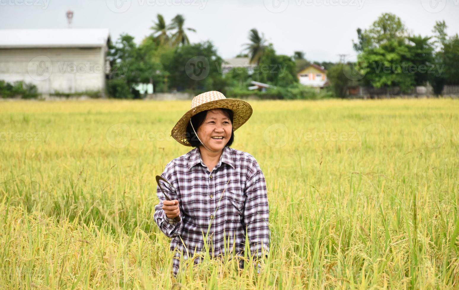 Landscape of rice paddy field which has asian senior farmer holding harvest sickle in hand and smiling in the middle of the paddy field, soft and selective focus, asian senior agriculture concept. photo