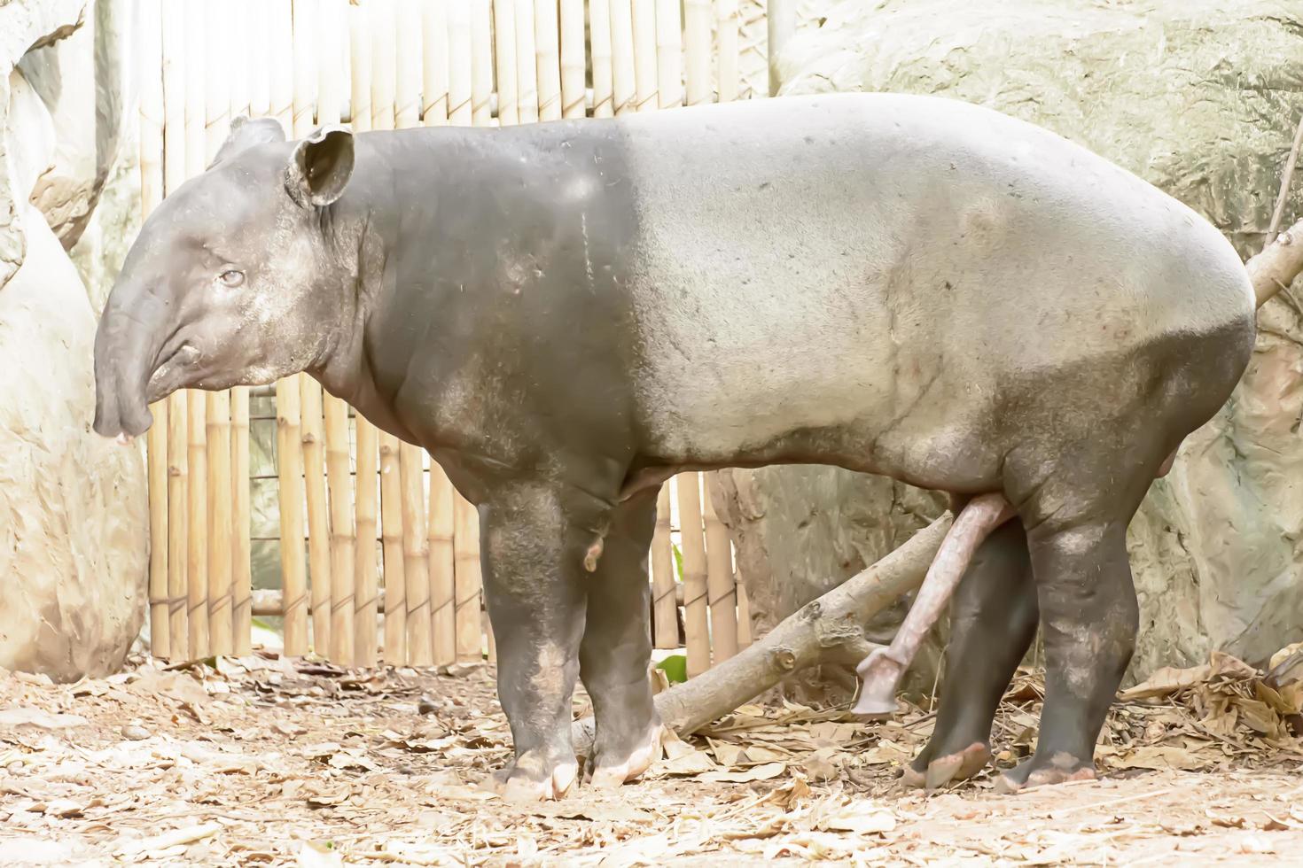 The brown tapir take in a zoo photo