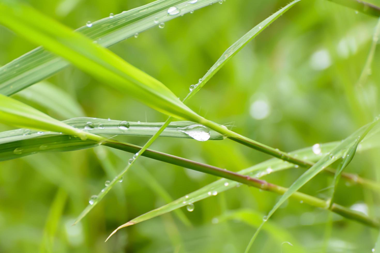 Water on the grass photo