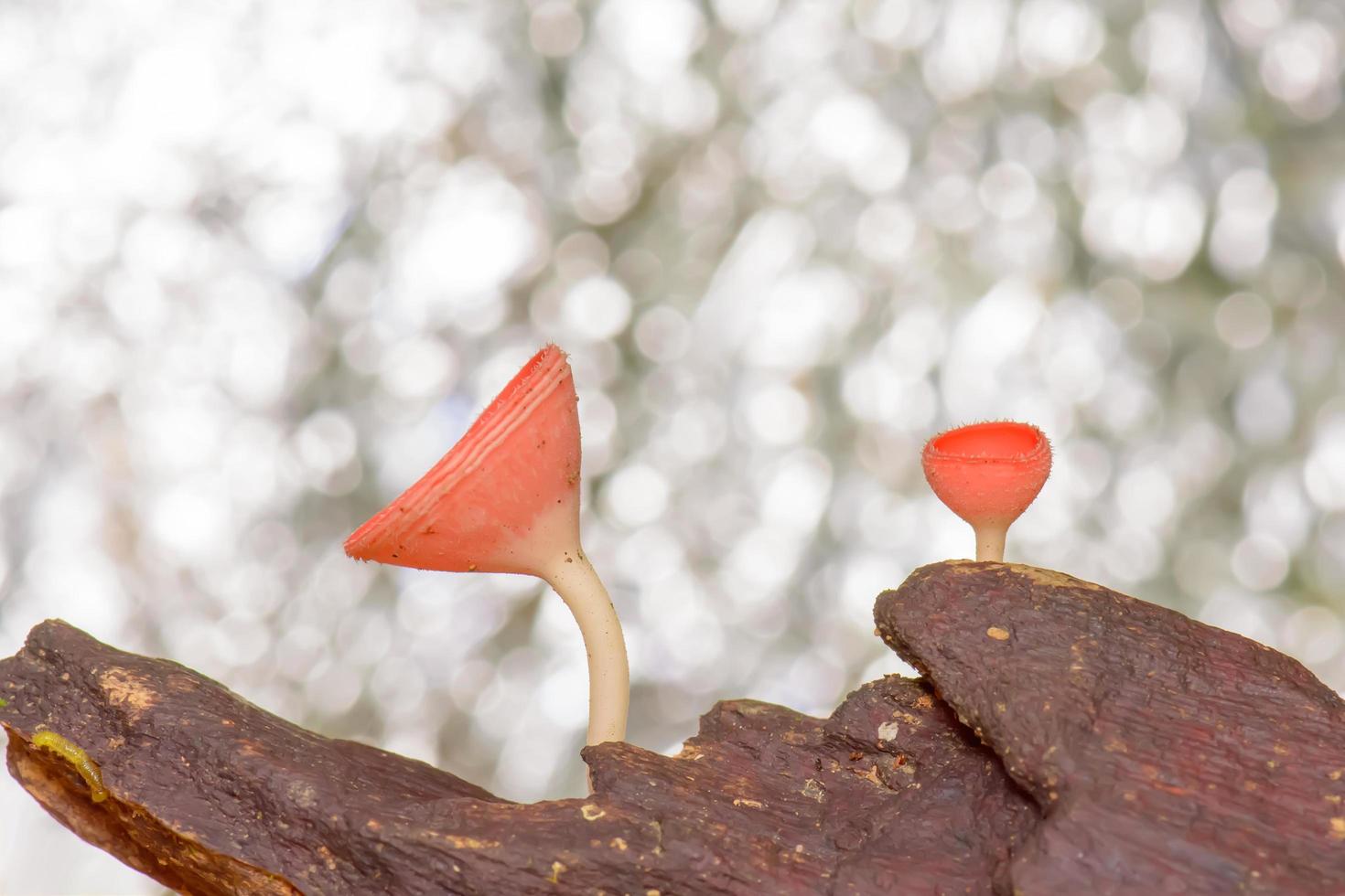 Cookeina is a genus of cup fungi in the family Sarcoscyphaceae, members of which may be found in tropical and subtropical regions of the world. photo