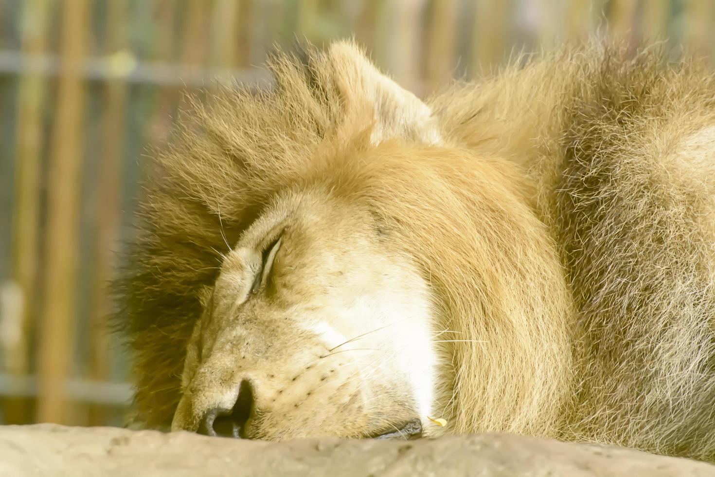 The lion sleeping take in a zoo photo