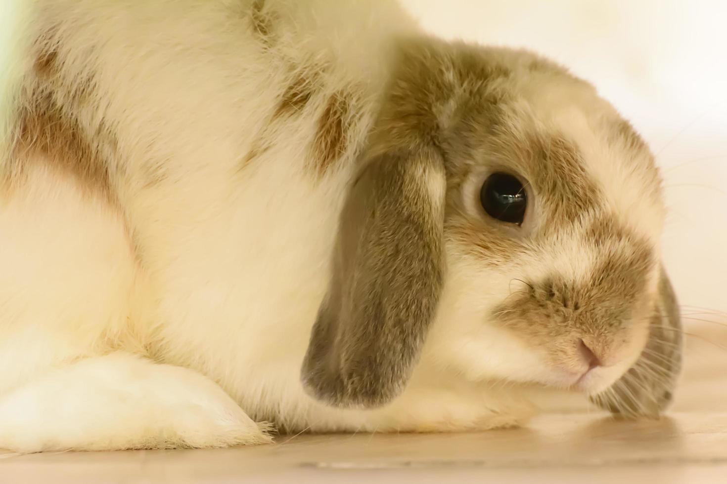 Rabbits are small mammals. Bunny is a colloquial name for a rabbit. photo