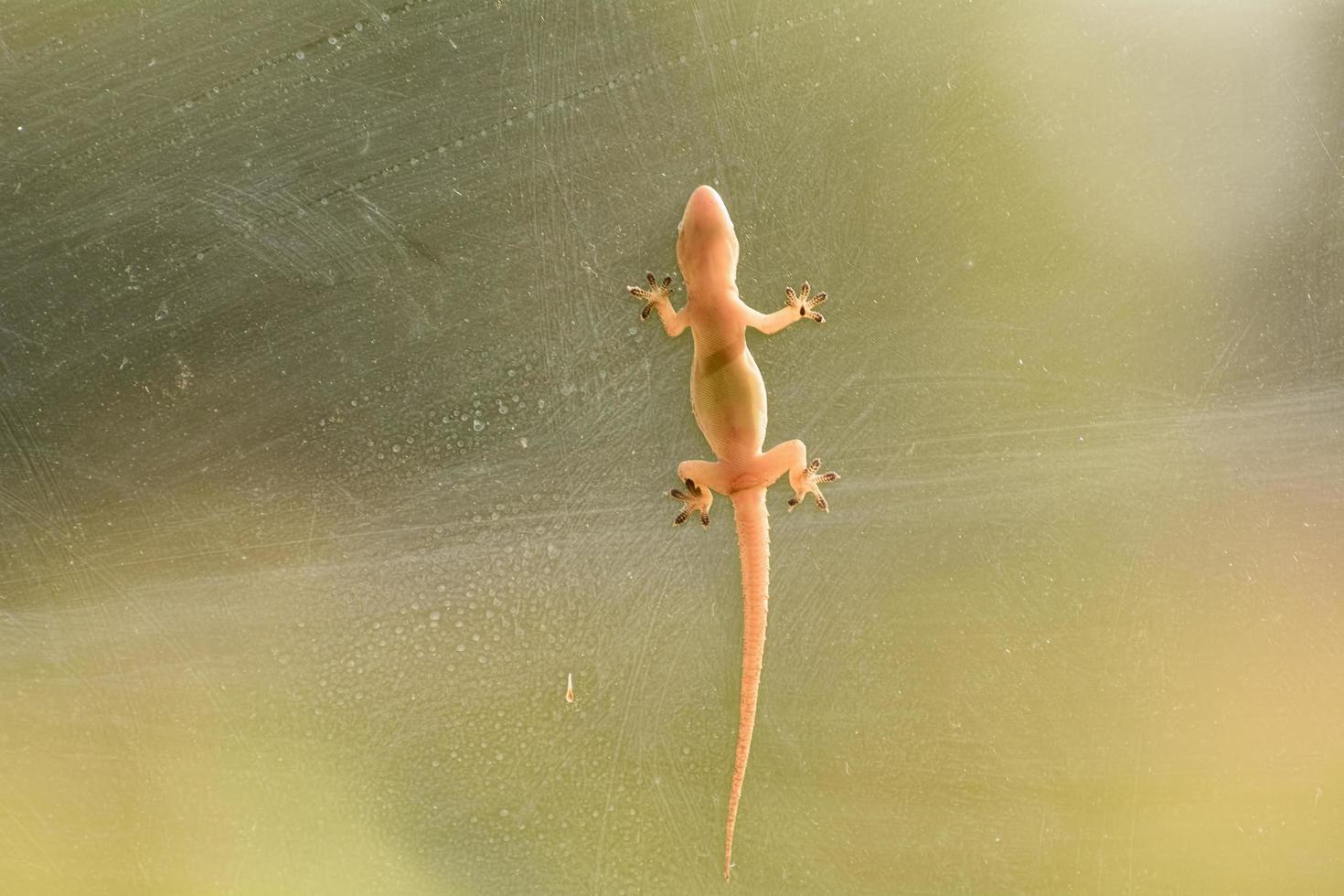 Belly of lizard photo